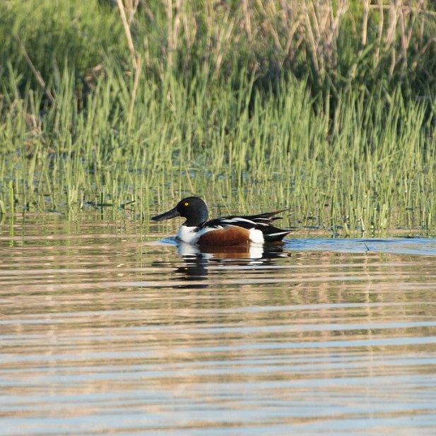 Northern Shoveler