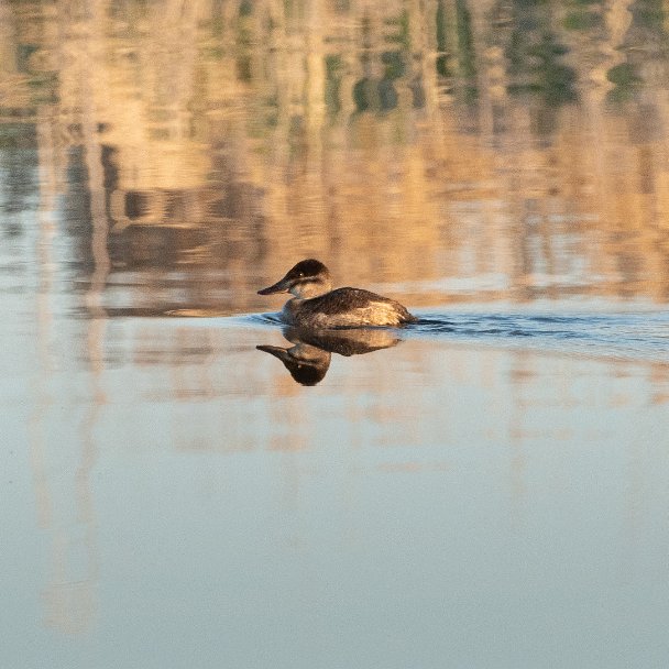 Diving Ducks