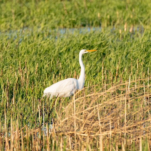 Great Egret