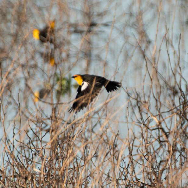 Passerines