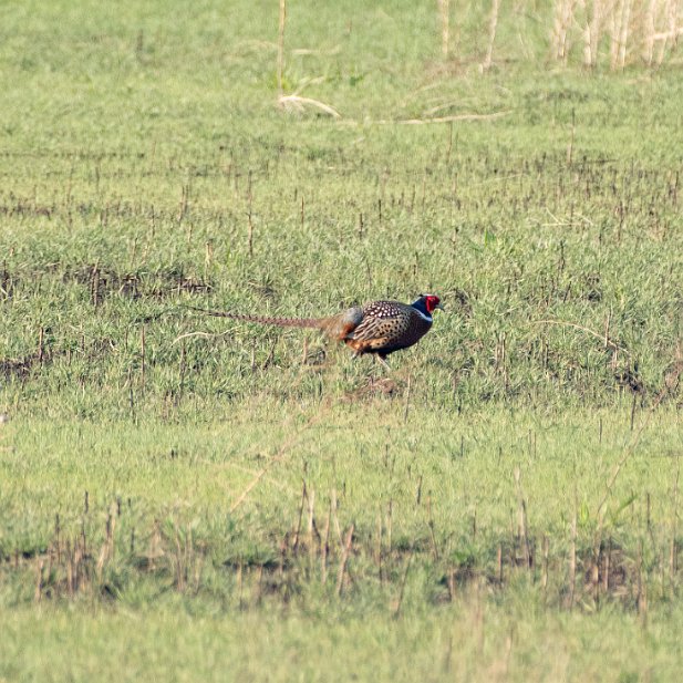 Upland Game Birds