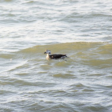 Long-tailed Duck