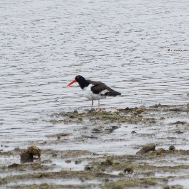 Oystercatchers