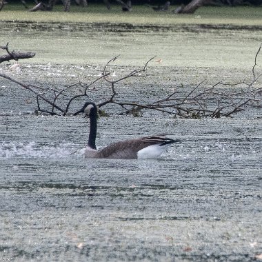 Black Geese