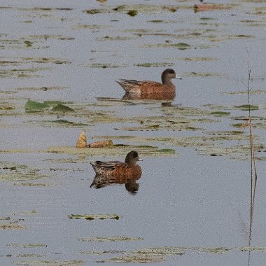 American Wigeon