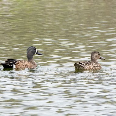 Blue-winged Teal