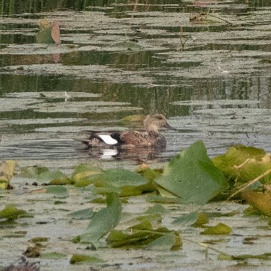 Dabbling Ducks