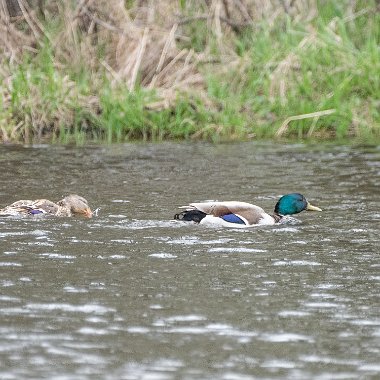 Mallard