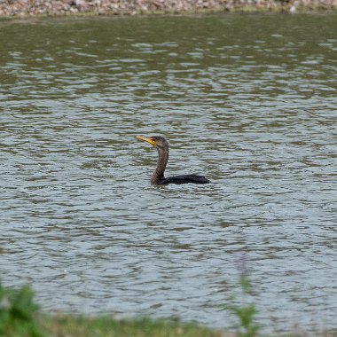 Cormorants