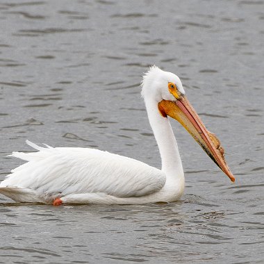 Pelicans