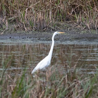 Great Egret