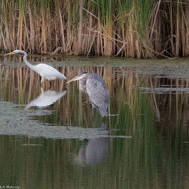 Wading Birds