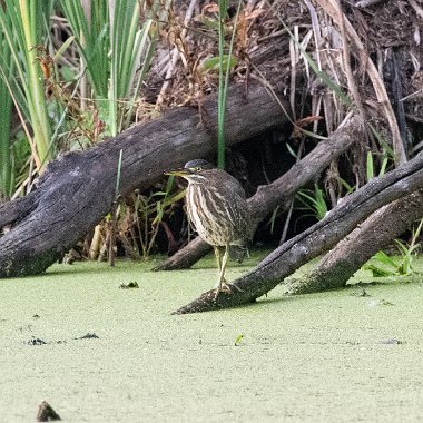 Green Heron