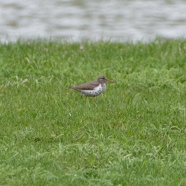 Spotted Sandpiper