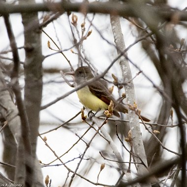 Great Crested Flycatcher