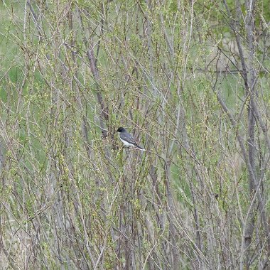 Eastern Kingbird