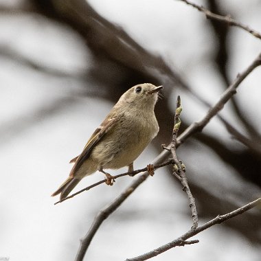 Kinglets