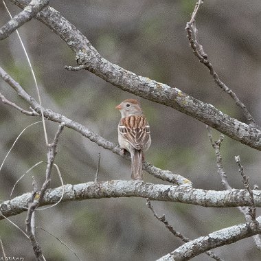 Field Sparrow