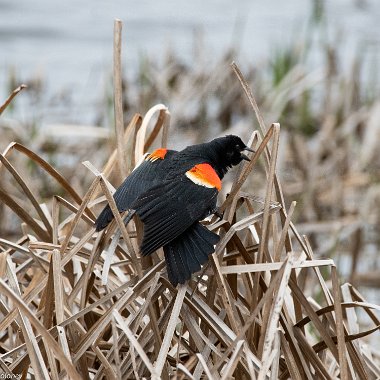 New World Blackbirds and Orioles