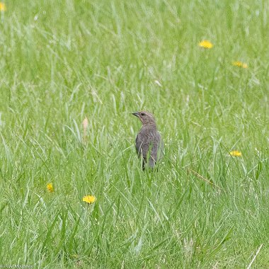 Brown-headed Cowbird