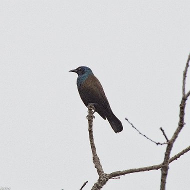 Common Grackle