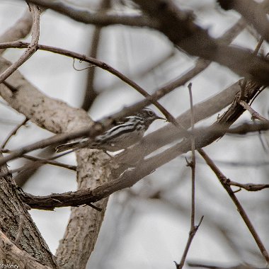 Black-and-White Warbler