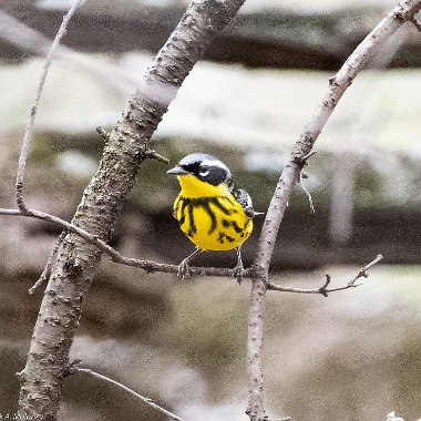 Magnolia Warbler