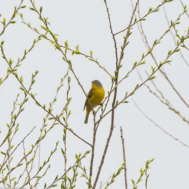 Nashville Warbler