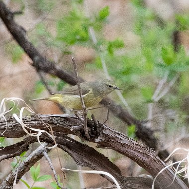 Orange-crowned Warbler