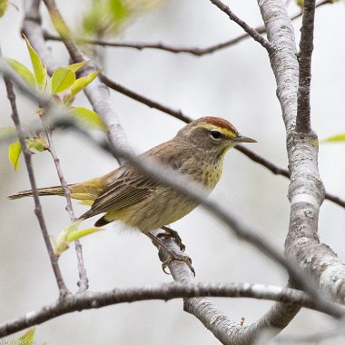 Palm Warbler