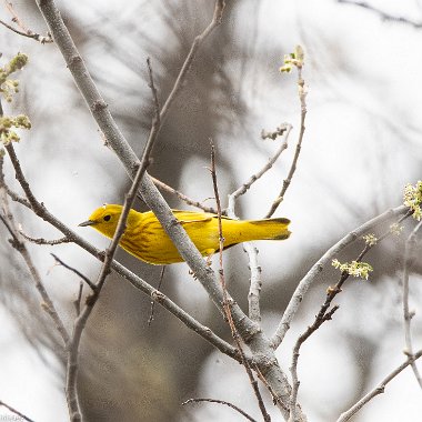 Yellow Warbler