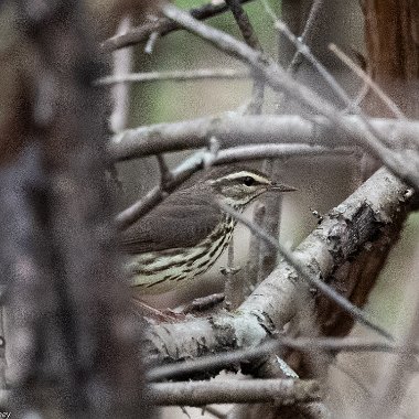 Northern Waterthrush