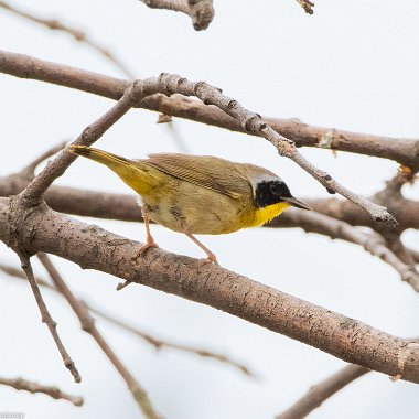 Common Yellowthroat