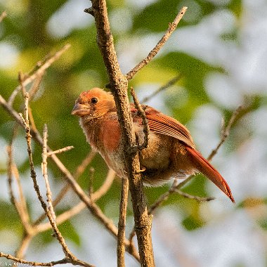 Cardinals and allies