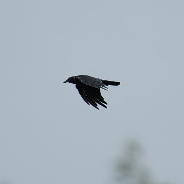 American Crow