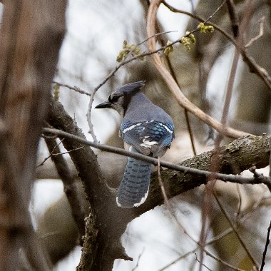 Blue Jay