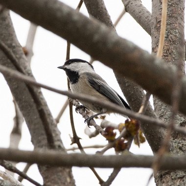 Tits, Chickadees and Titmice