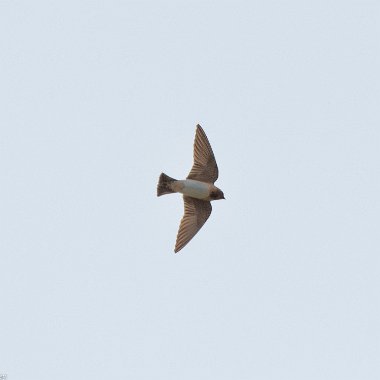 Cliff Swallow