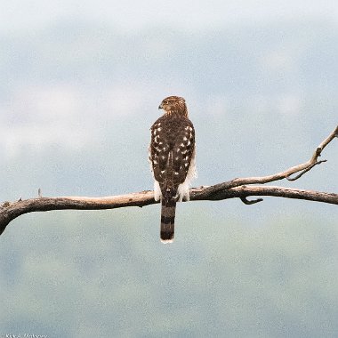 Cooper's Hawk