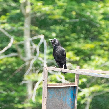 Crows, Jays and Magpies