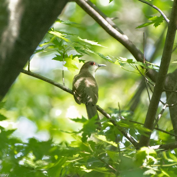 Black-billed Cuckoo