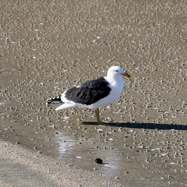 Southern Black-backed Gull