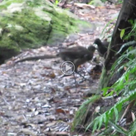 Video: Two Lyrebirds foraging