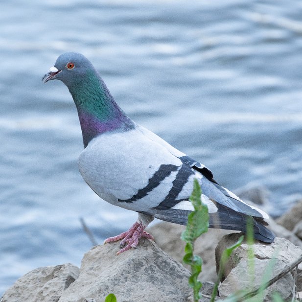 Feral Rock Pigeon