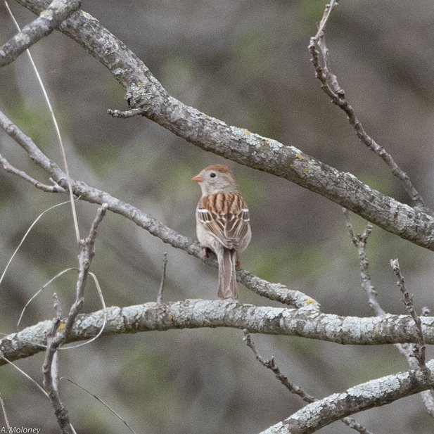 Field Soarrow