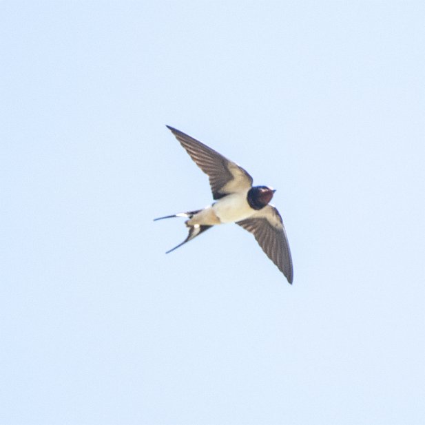 European Barn Swallow
